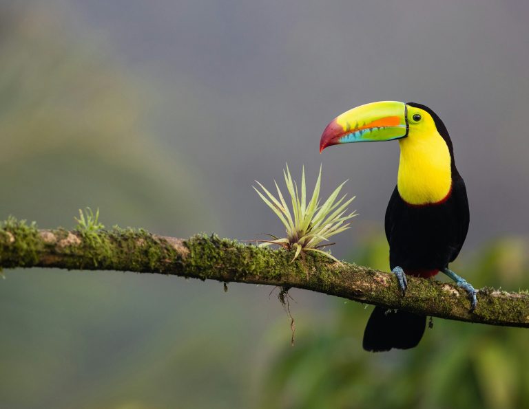 Toucan in Costa Rica. Credit: Zdeněk Macháček