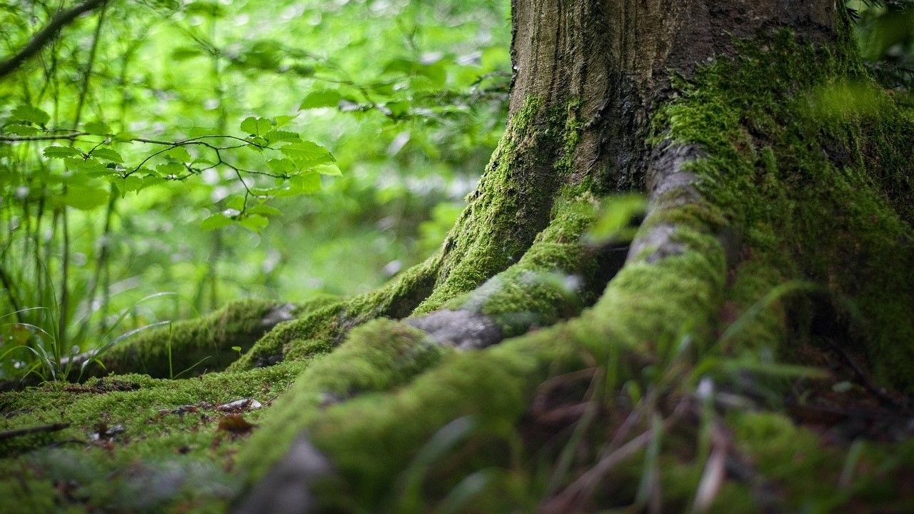 Tree roots (StockSnap/Pixabay)