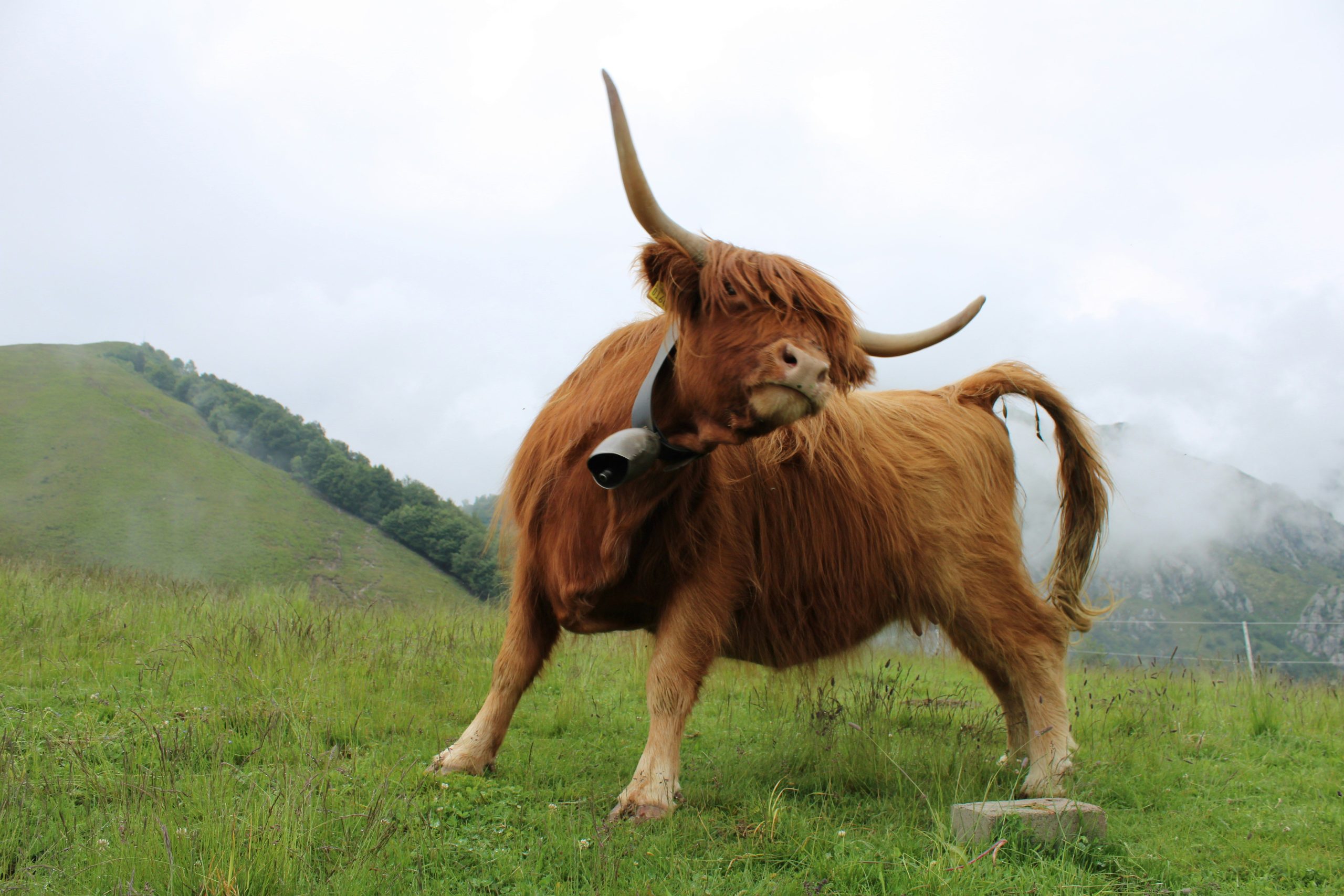 Bull. Credit: Paolo Feser, Unsplash